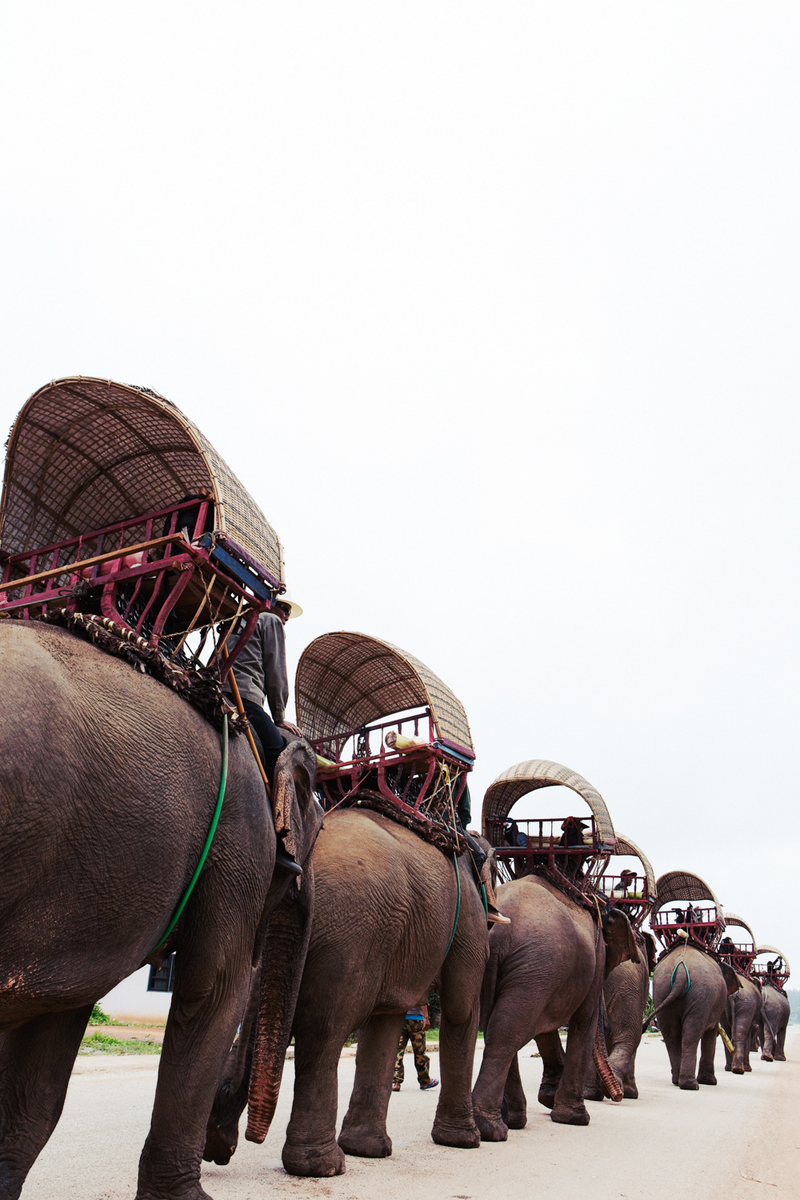In true caravan style, the elephants stay close together throughout the walk. Leaving Sayaboury, Laos on November 15, 2015.Tara Rice Photography